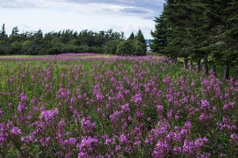 Fireweed Pasture - NHP175 *Honorable Mention - Art in City Hall, Alexandia VA